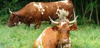 GAEC Chez Verdier vente directe viande 