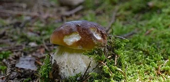 Confrérie des ramasseurs et dégustateurs de champignons du Sioulet-Chavanon